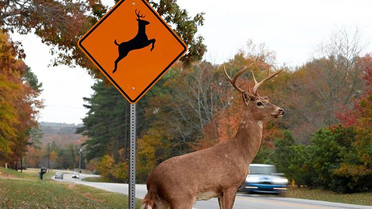 Deer about to cross a busy road.